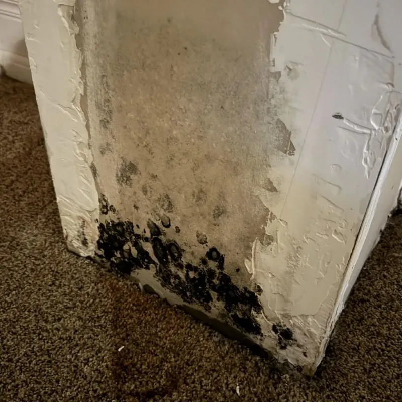 Professional Mold Removal in Billings County, ND
